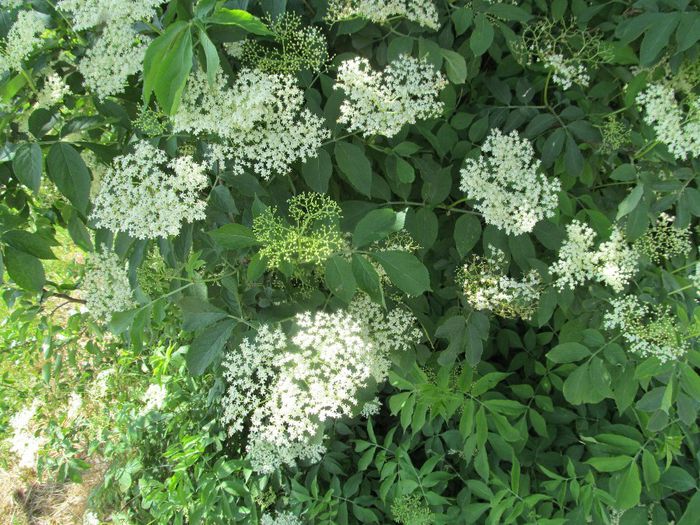 soc - Diverse 1 - Plimbari