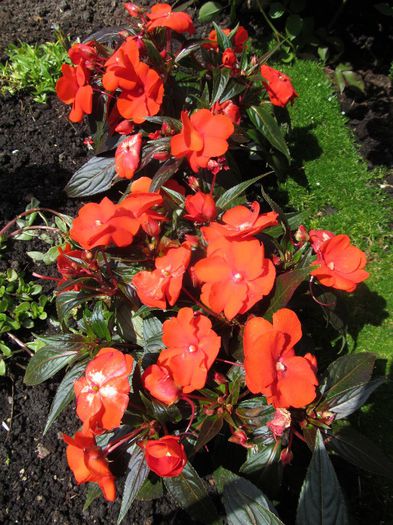  - Diverse 1 - Plimbari