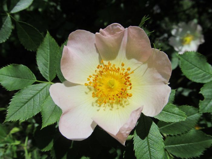  - Diverse 1 - Plimbari