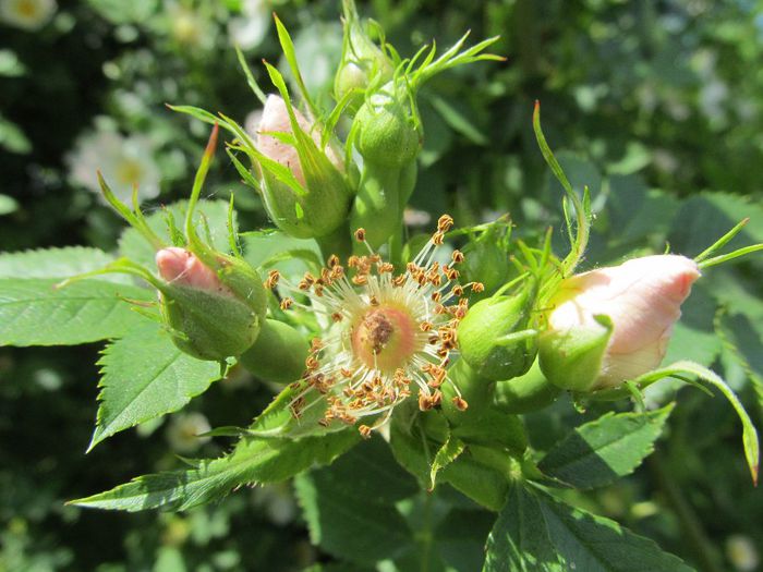  - Diverse 1 - Plimbari