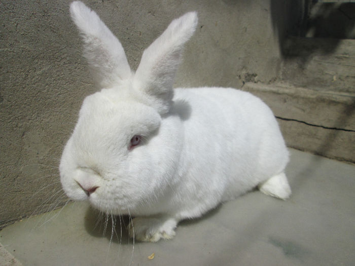 6 Luni - Neozeelandez Alb F1 Alice