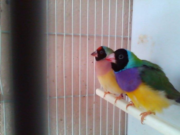 1625615_768160669895265_5540617638568475594_n - Copy - guld amandin