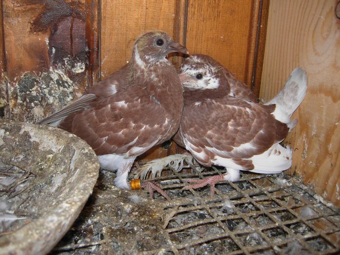 DSCN5946 - PUISORI 2014