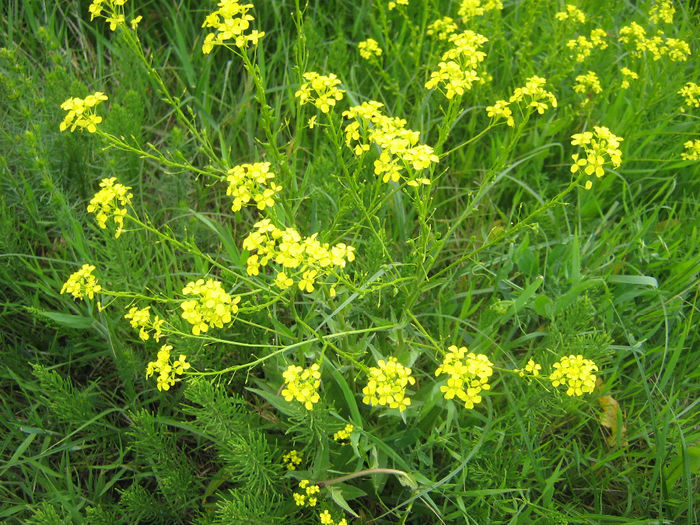 natura 025