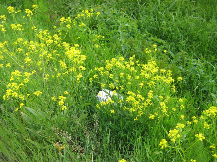 natura 028 - Natura cu frumusetile ei