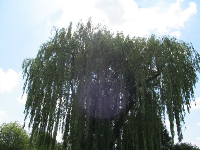  - Diverse 1 - Plimbari