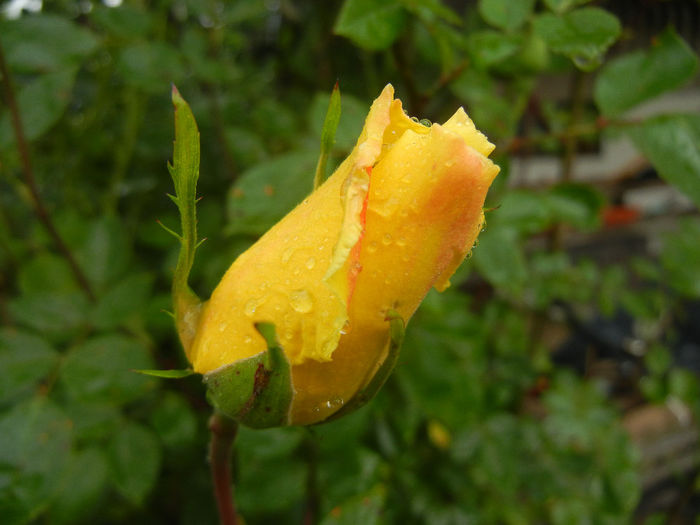 Rose Golden Showers (2014, May 16)