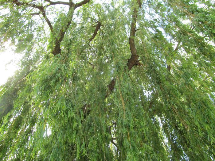  - Diverse 1 - Plimbari