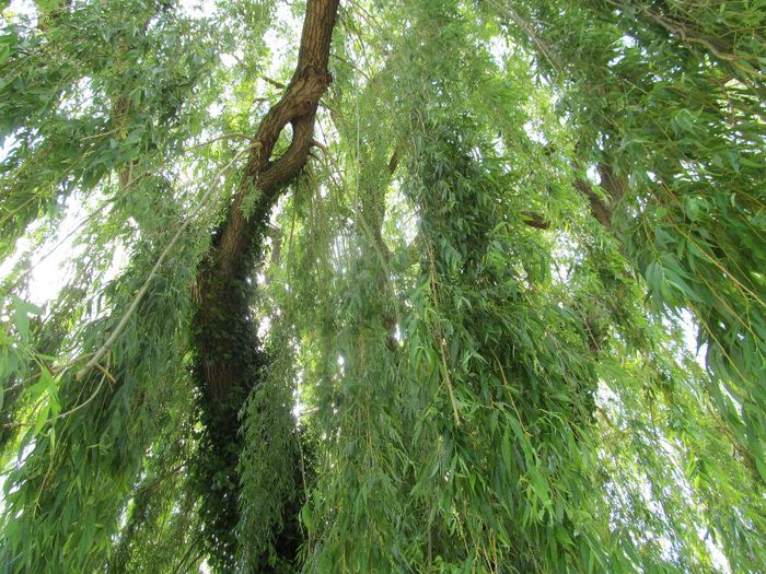  - Diverse 1 - Plimbari