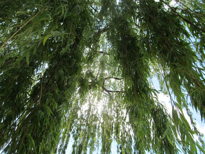  - Diverse 1 - Plimbari