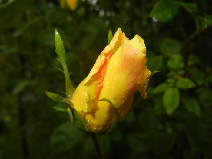Rose Golden Showers (2014, May 16)