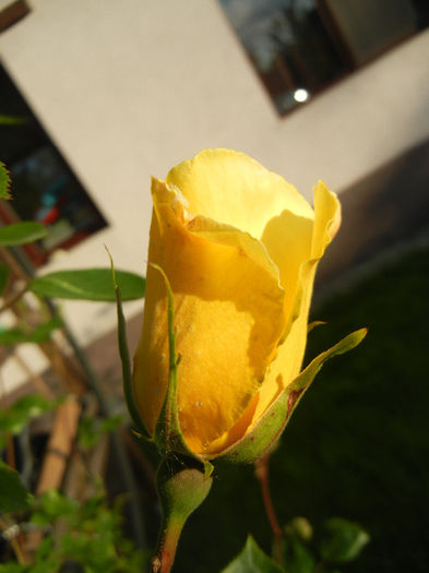 Rose Golden Showers (2014, May 17)