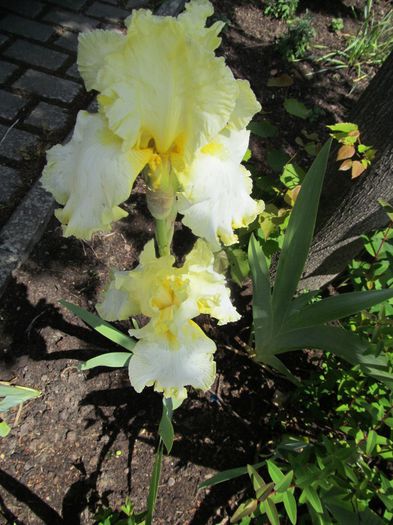 18mai2014 - Diverse 1 - Plimbari