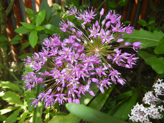 Allium Purple Sensation (2014, May 13) - Allium aflatunense Purple