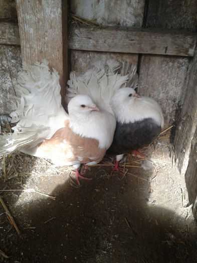 doar masculul capacit pe galben il mai am 2012