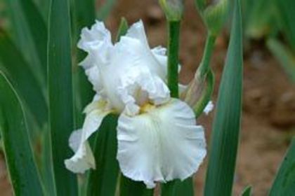 1  iris germanica alb 8,18 lei - litera i