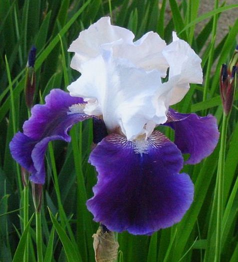 2  iris germanica alb purpuriu 8,18 lei - litera i