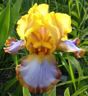 6  iris germanica brown lasso8,29 lei - litera i