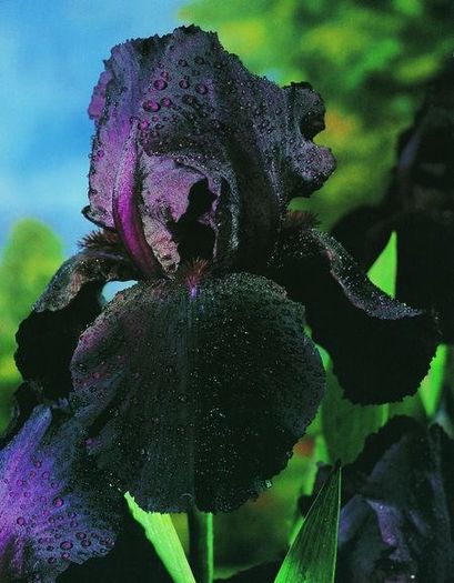 8 iris germanica negru 8,18 lei - litera i