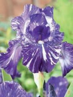 11  iris germanica purpuriu cu dungi albe 8,18 lei - litera i
