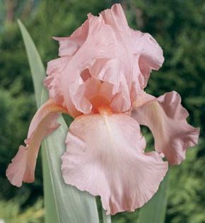 12  iris germanica roz 8,18 lei - litera i