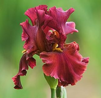 iris germanica rosu cu galben 8,18 lei - litera i