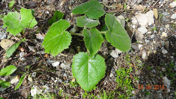 Test sa vedem cum creste - Paulownia 2014