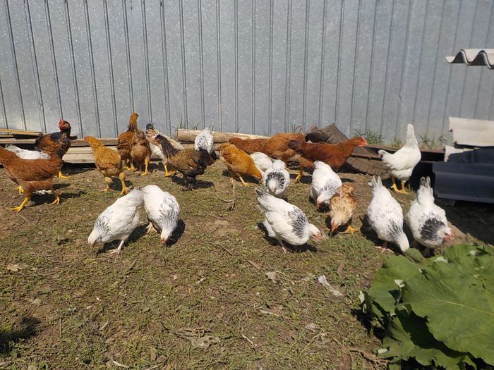 Picture 1132 - pui gaina 2014