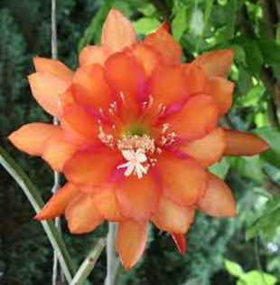 epyphillum orange - VAND EPYPHYLLUM 2022