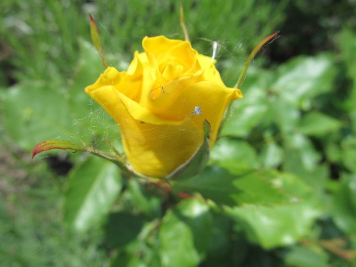  - Diverse 2 - Gradina cu flori