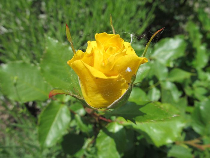  - Diverse 2 - Gradina cu flori