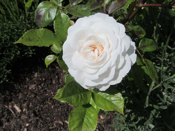  - Diverse 2 - Gradina cu flori