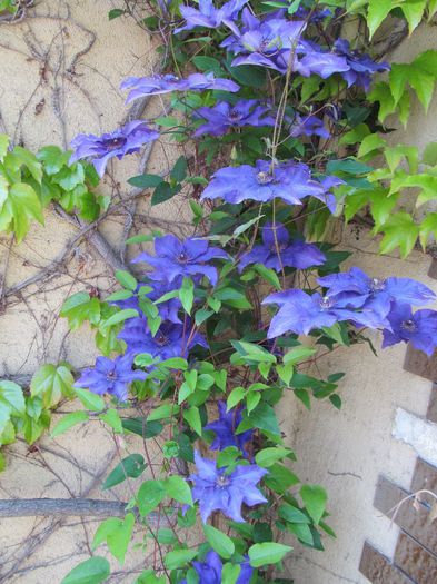  - Diverse 2 - Gradina cu flori