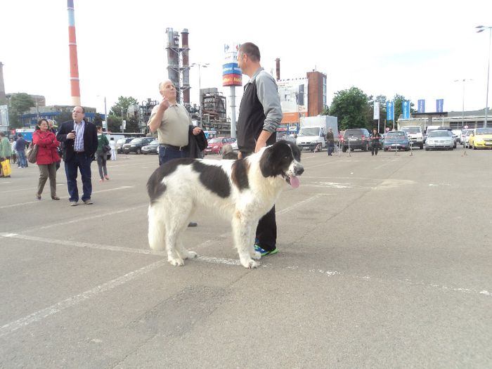 DSC01758 - expo suceava 2014