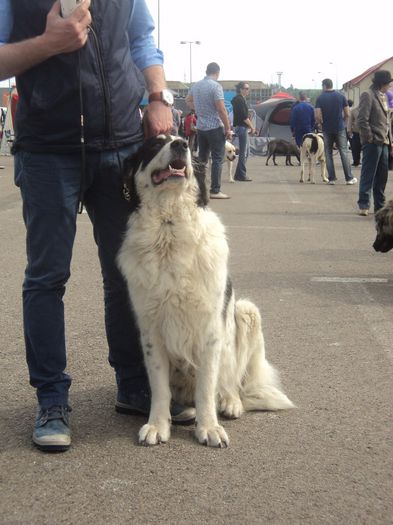 DSC01772 - expo suceava 2014