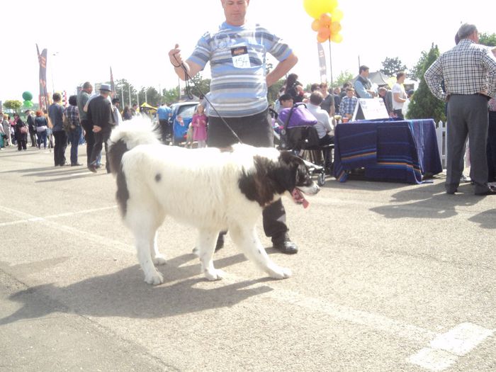 DSC01777 - expo suceava 2014