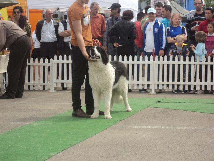 DSC01799 - expo suceava 2014