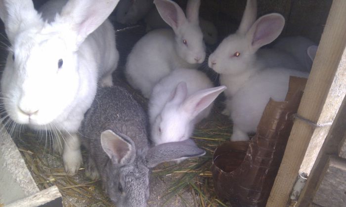 18 mai 2014 013; 6 saptamani
