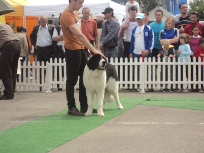 DSC01801 - expo suceava 2014