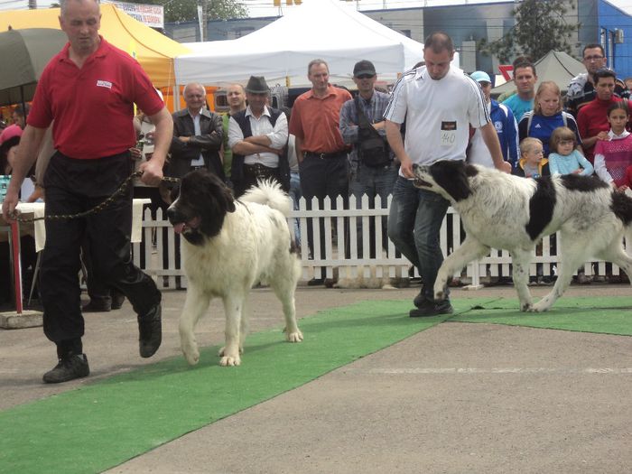 DSC01803 - expo suceava 2014