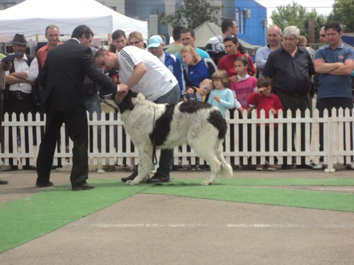 DSC01805 - expo suceava 2014