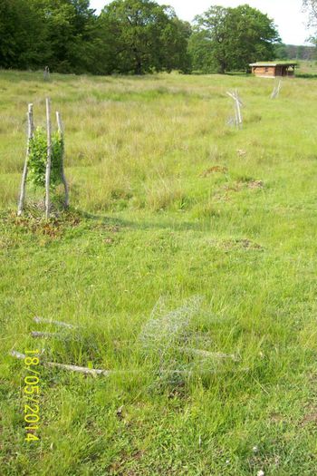 100_5430 puietii din vecinatatea lui au fost distrusi de animale desi au fost ingraditi... - SIGHISOARA REZERVATIA NATURALA  PLATOUL BREITE