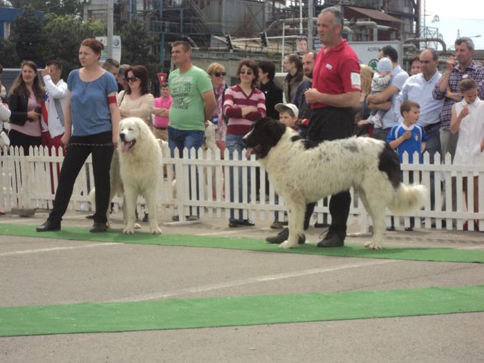 DSC01807 - expo suceava 2014