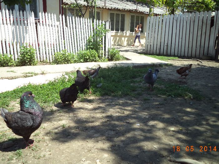 DSC01161 - MATCA KINGI 2015