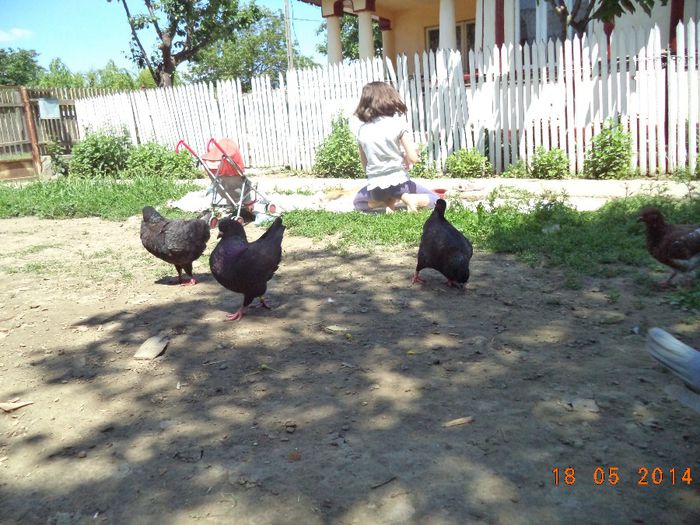 DSC01163 - MATCA KINGI 2015