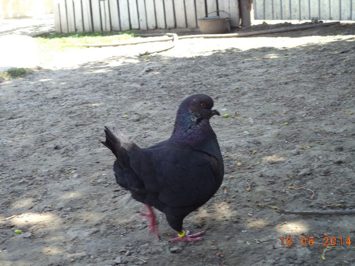 DSC01171 - MATCA KINGI 2015