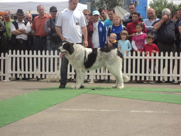 DSC01809 - expo suceava 2014