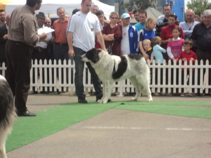 DSC01810 - expo suceava 2014