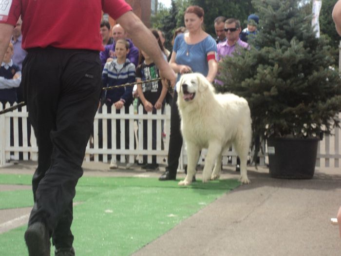 DSC01813 - expo suceava 2014