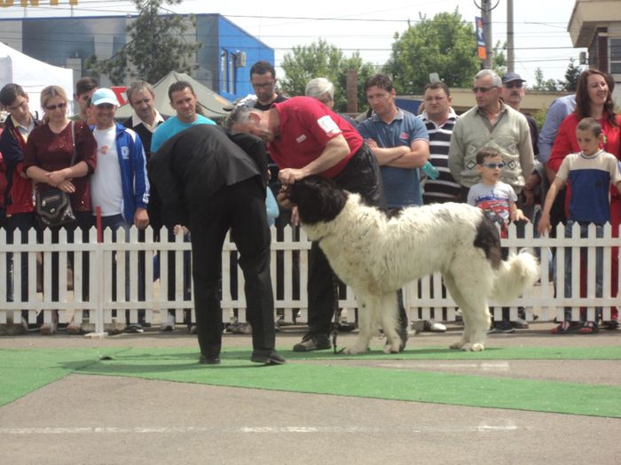 DSC01815 - expo suceava 2014